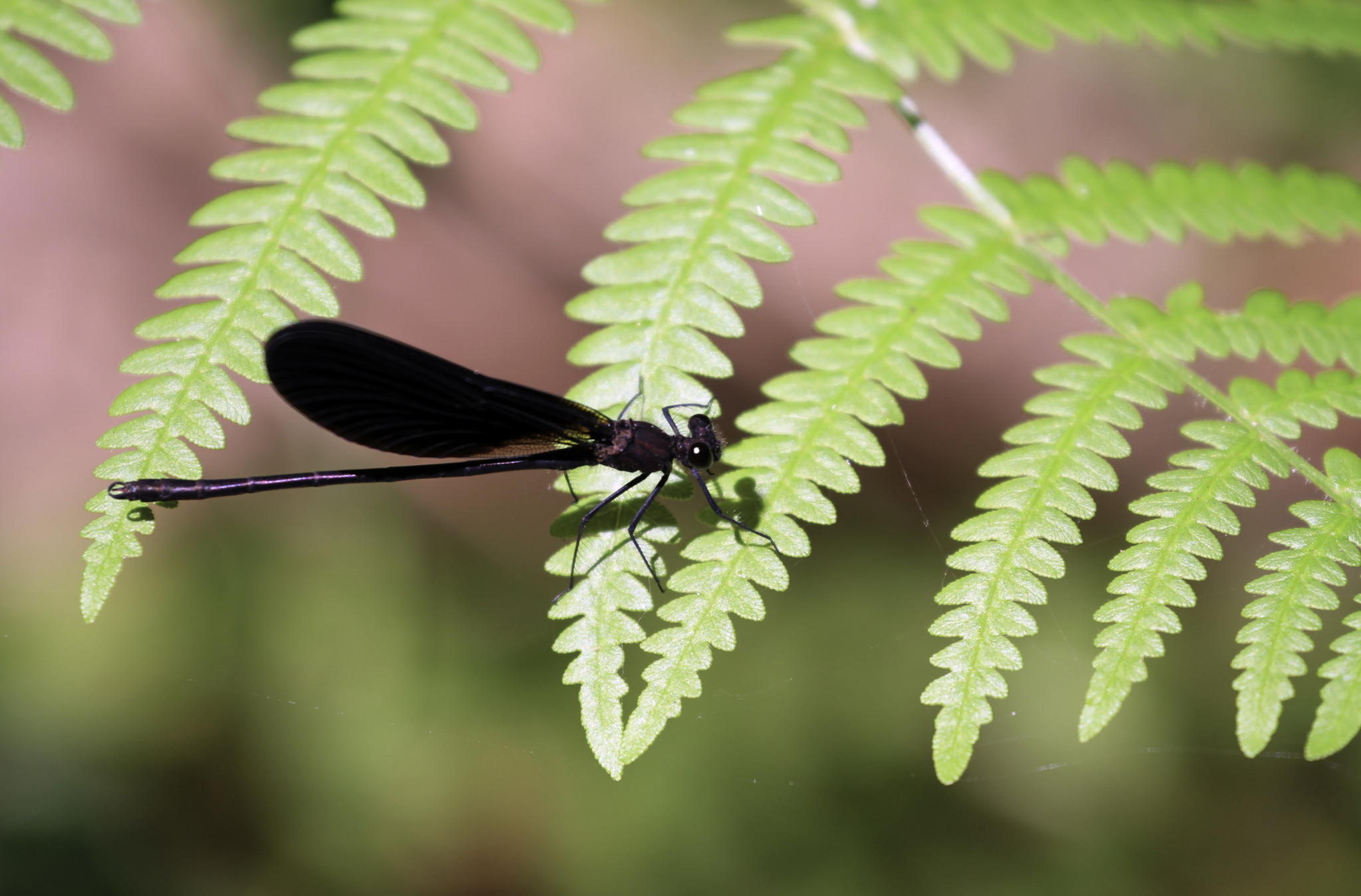 black-dragonfly-jo-o-cl-rigo-photography