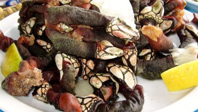 Percebes