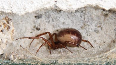 Steatoda nobilis - Falsa Viúva-de-patas-vermelhas