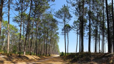 Dirt Road in Pine Tree Forest