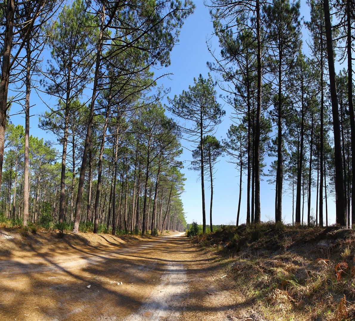 Dirt Road in Pine Tree Forest