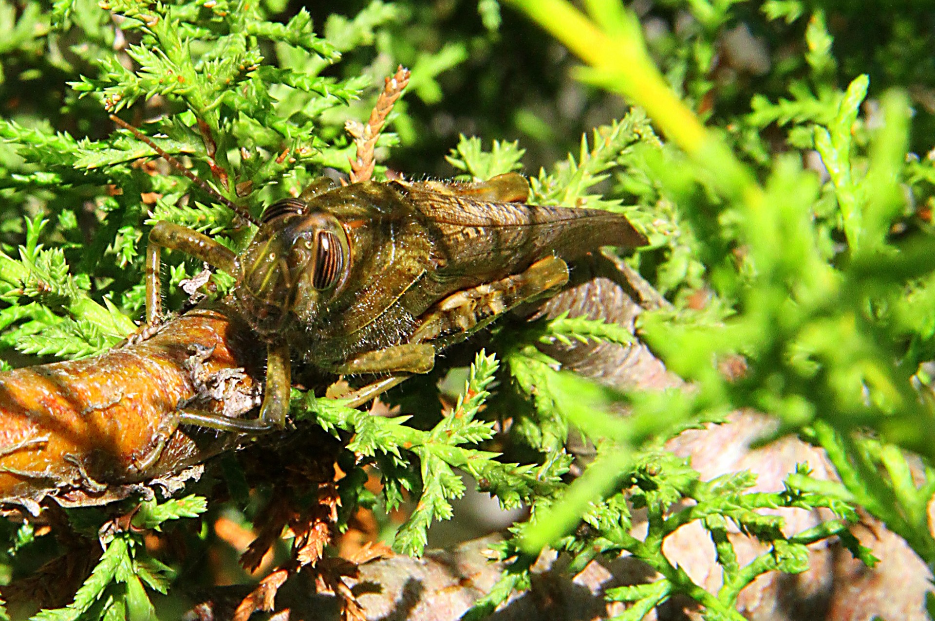 Gafanhoto Caelifera