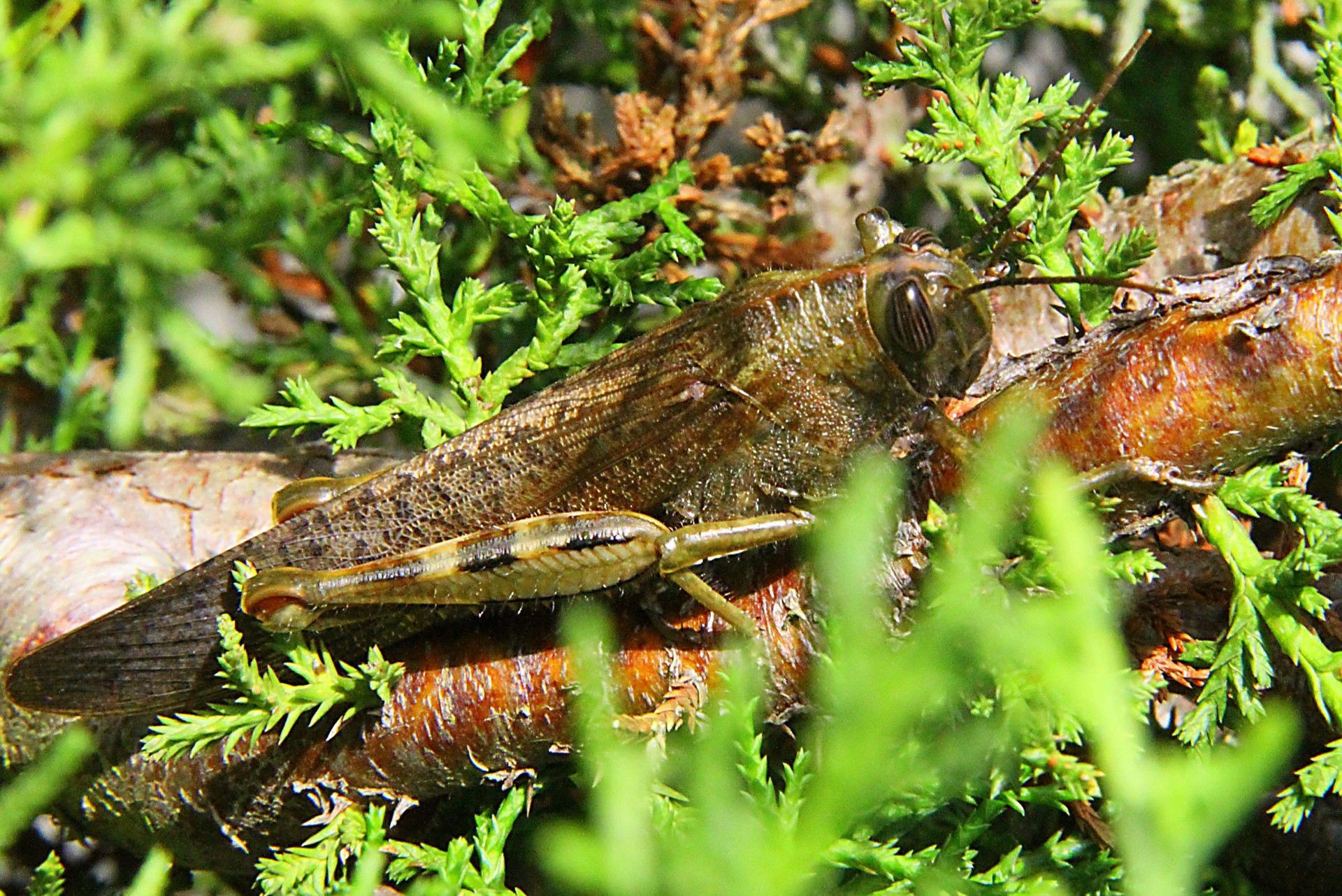 Gafanhoto Caelifera